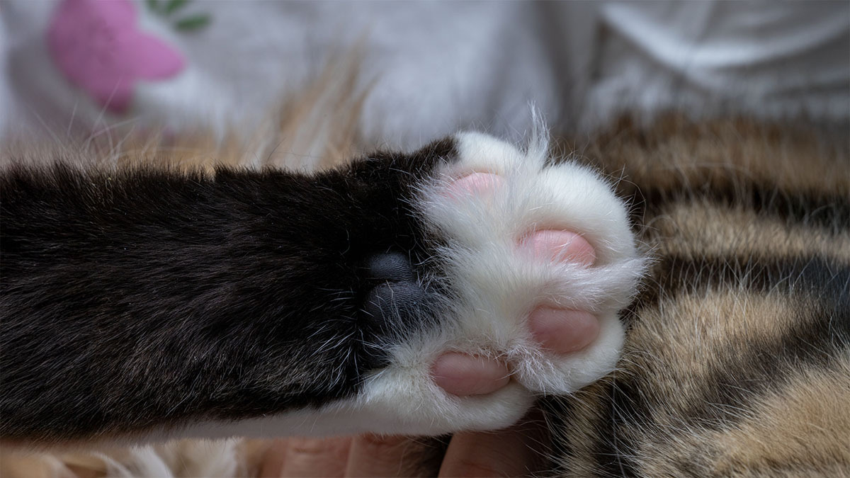 kedi-patisi-sismesi.jpg