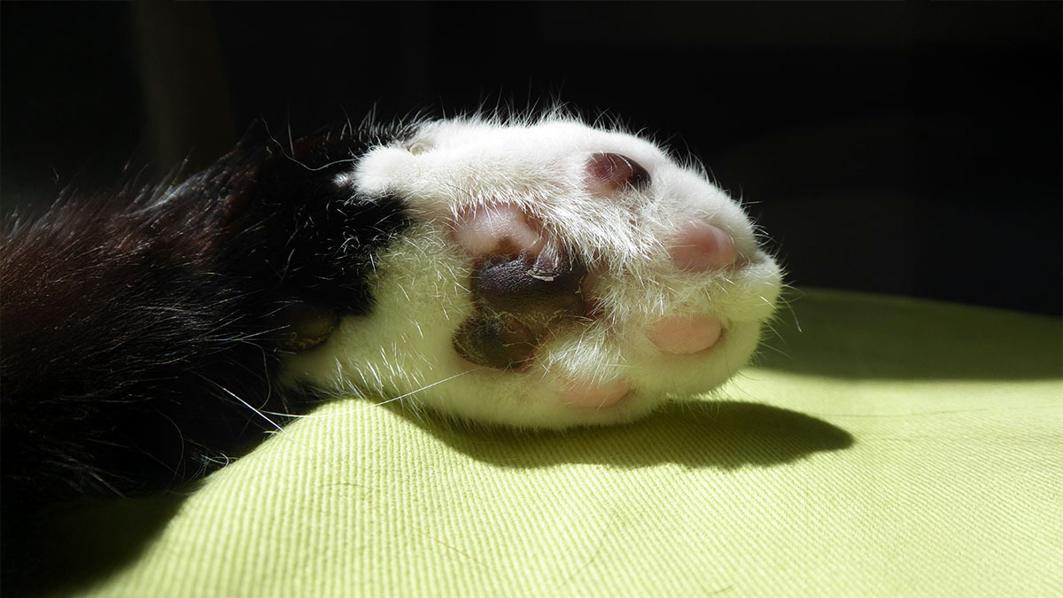kedi-patisi-yaralanmalari-ve-tedavisi.jpg