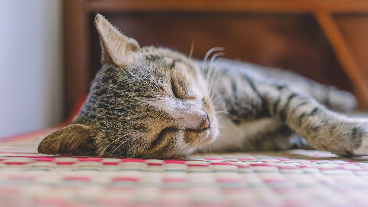 kedi-probiyotikleri-hangi-besinlerle-birlikte-verilmeli.jpg