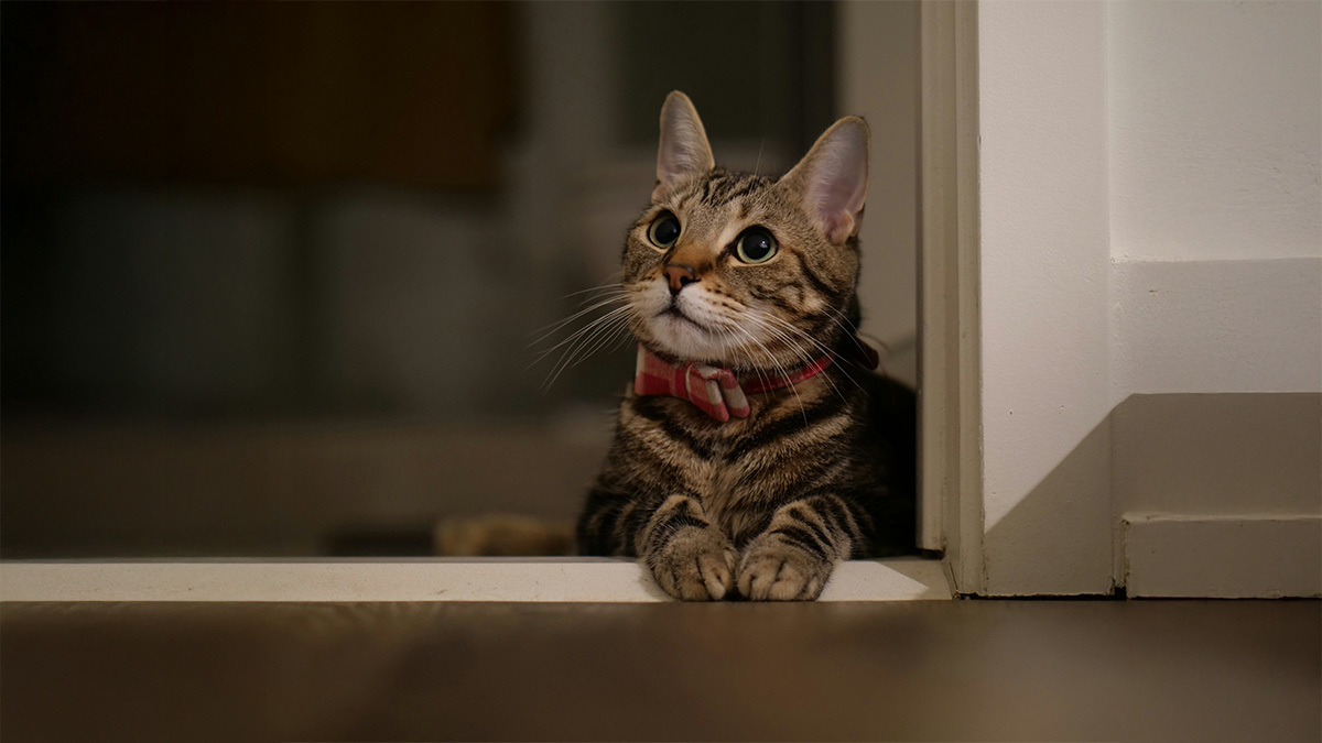 kedi-sahibinin-ne-kadar-surede-unutur.jpg