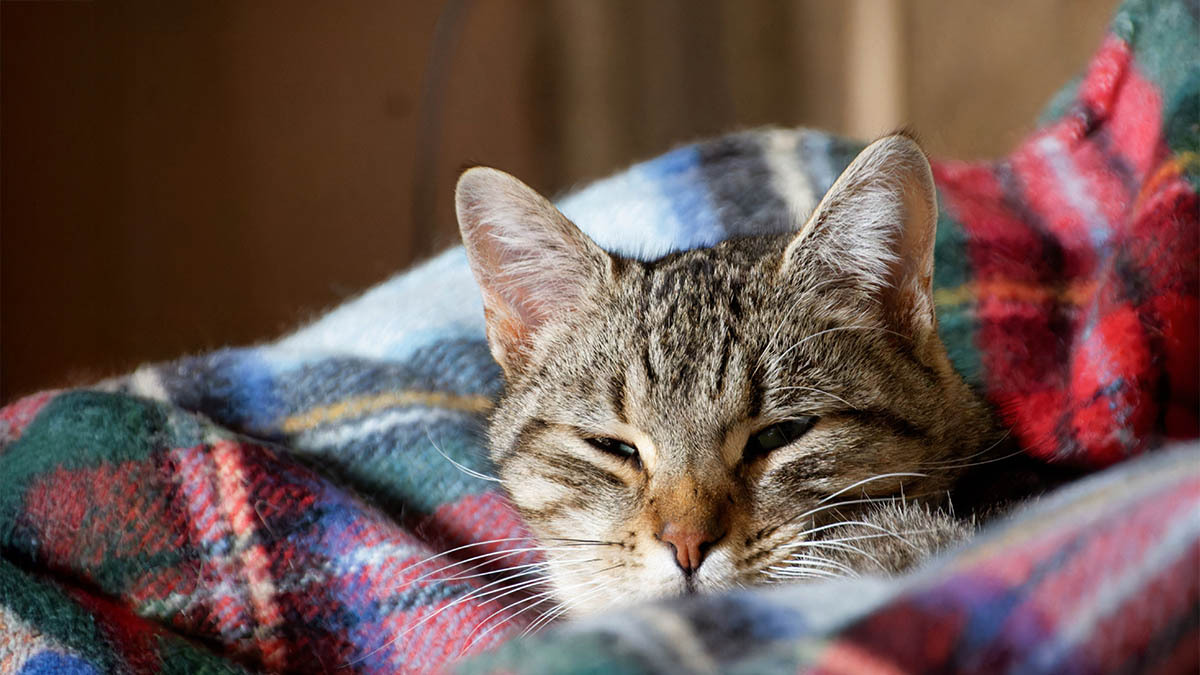 kedi-soguk-alginligi-ve-solunum-yolu-enfeksiyonlari.jpg