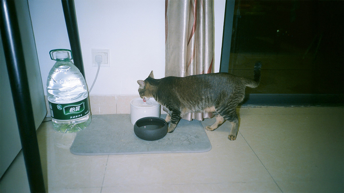 kedi-tuyu-yutunca-ne-yapmali.jpg