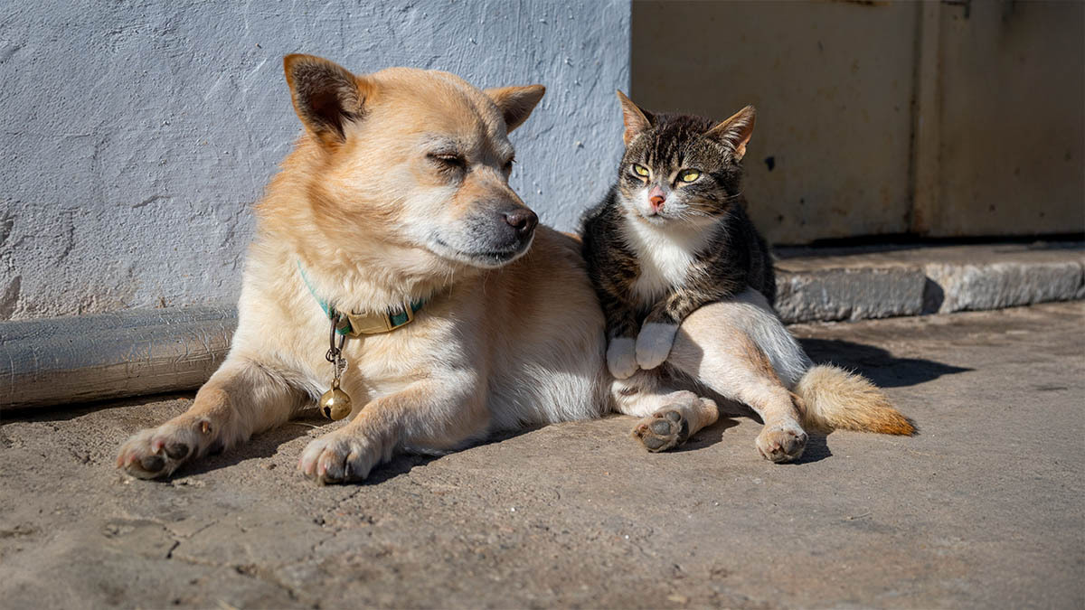 kedi-ve-kopek-patileri-arasindaki-farklar.jpg