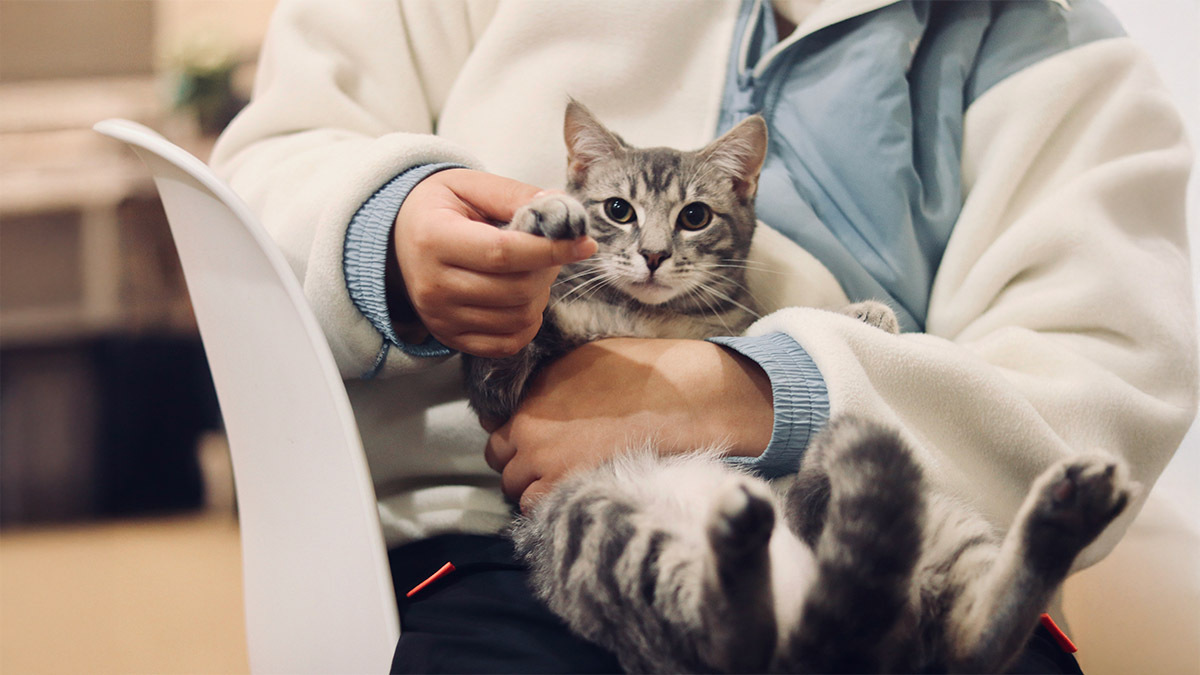 kedi-zehirlenme-belirtileri-ve-tedavisi.jpg