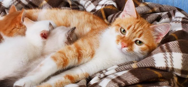 kedilerde-gebe-ve-dogum1.jpg