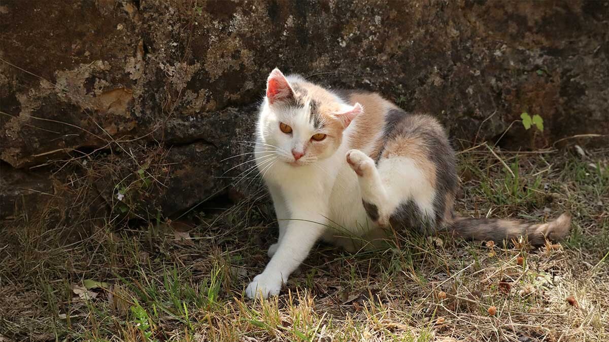 kedilerde-mantar-neden-olur.jpg