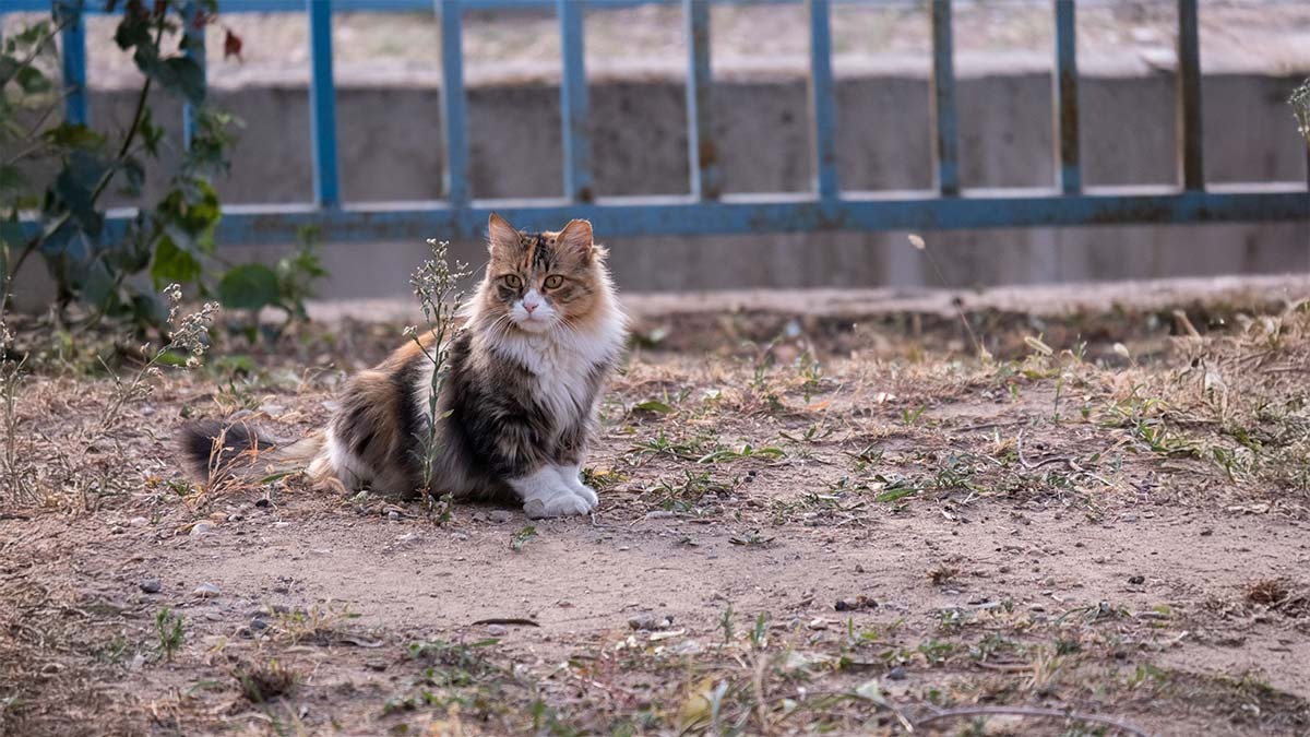 kedilerde-pika-sendromu-neden-olur.jpg