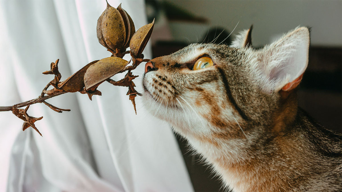 kedilerde-pika-sendromu-nedir.jpg