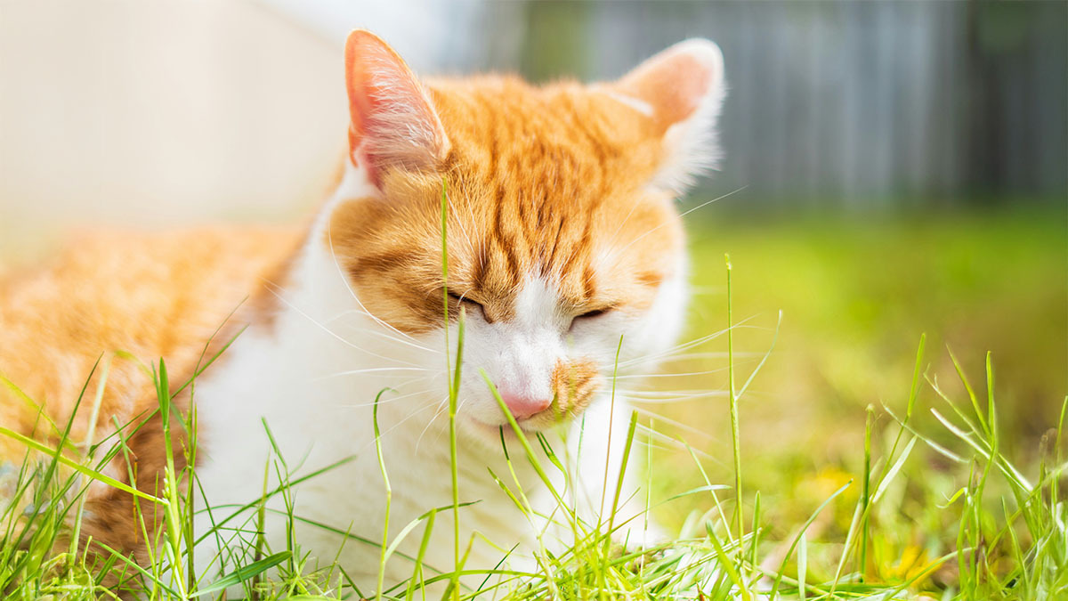 kedilerin-ot-yeme-davranisinin-nedenleri.jpg