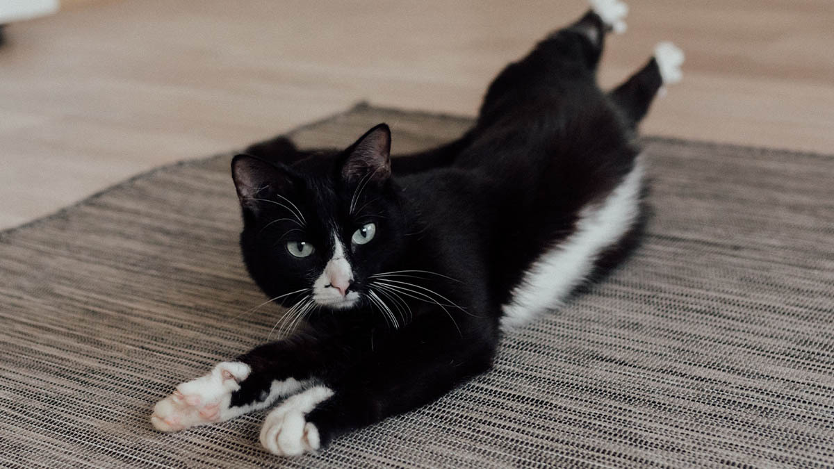 kisirlastirilan-kedi-kizginliga-girer-mi.jpg