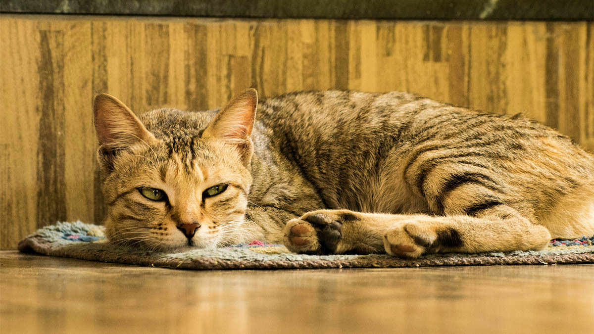 kisirlastirilmis-kedi-mamalari.jpg