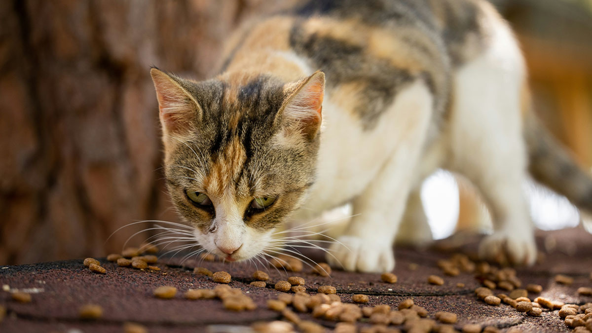 kisirlastirilmis-kedi-mamasi-normal-kediye-verilir-mi.jpg