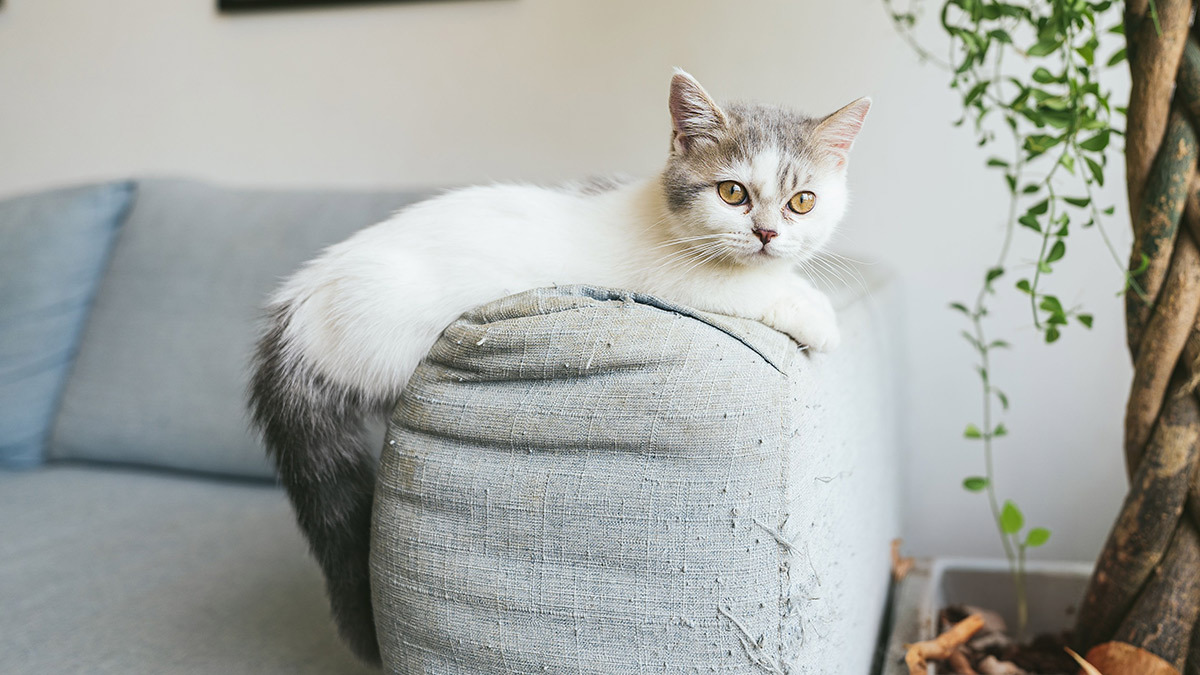 koltuk-tirmalayan-kedi-icin-pratik-uygulama-plani.jpg