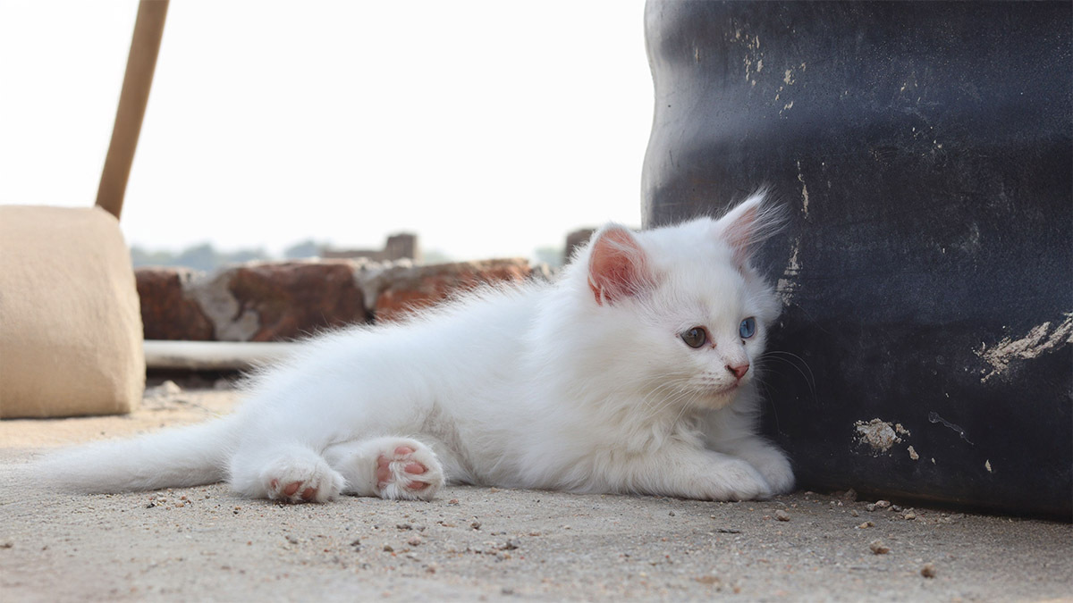 kucuk-buyumeyen-kedi-cinsleri.jpg