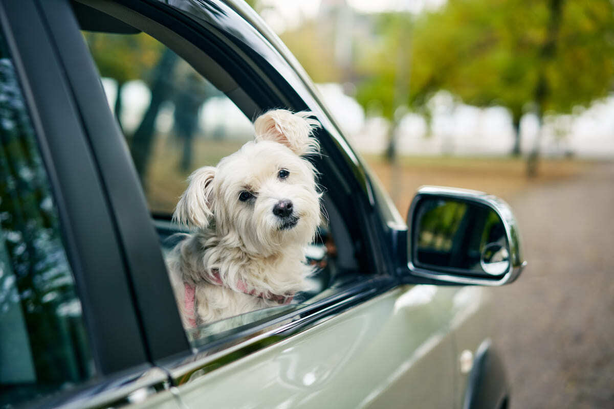 köpekle-seyahat-hakkında-sık-sorulan-sorular