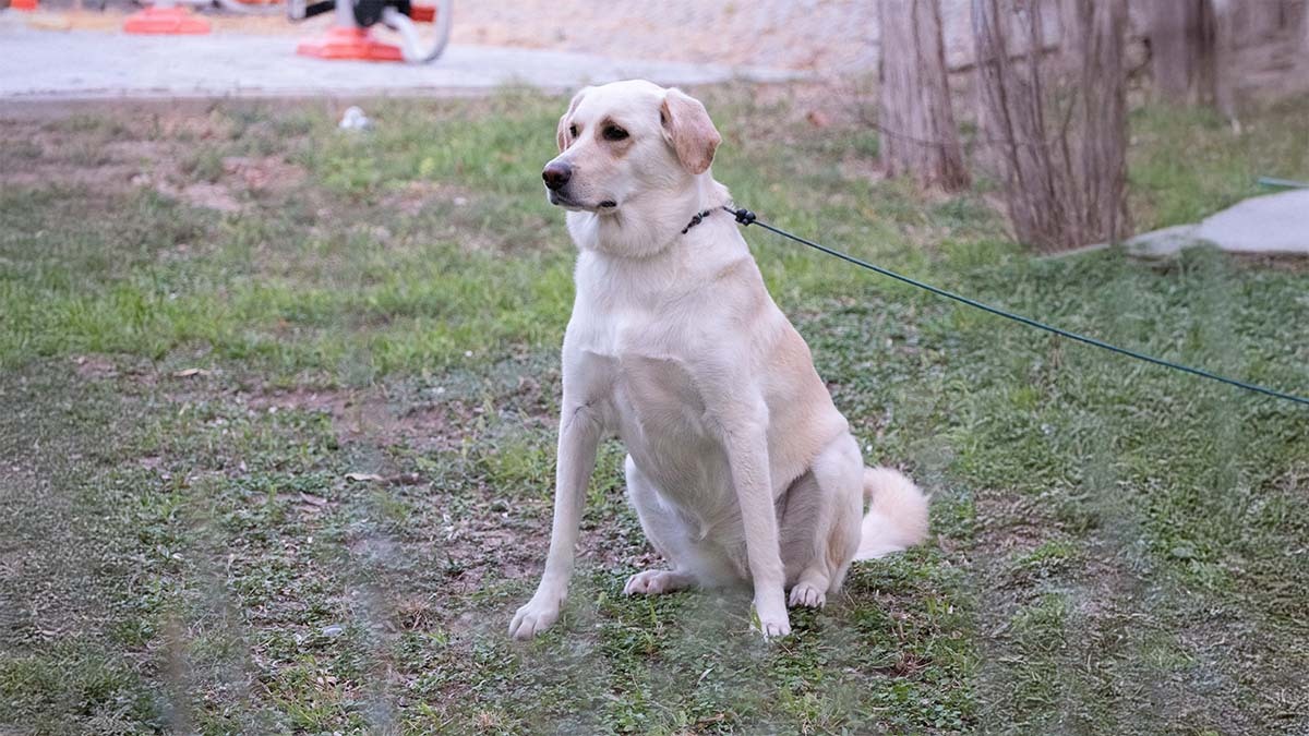 labrador-ozellikleri.jpg