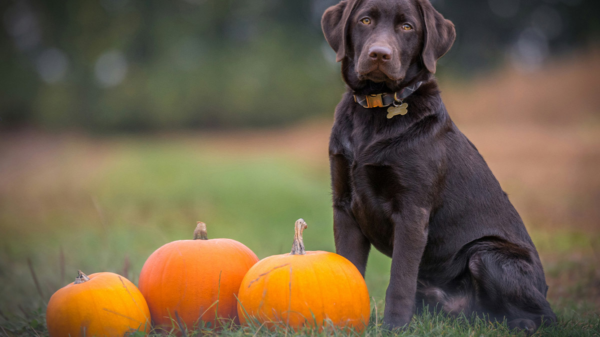 labrador-retriever.jpg