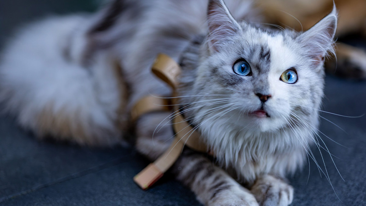 maine-coon.jpg