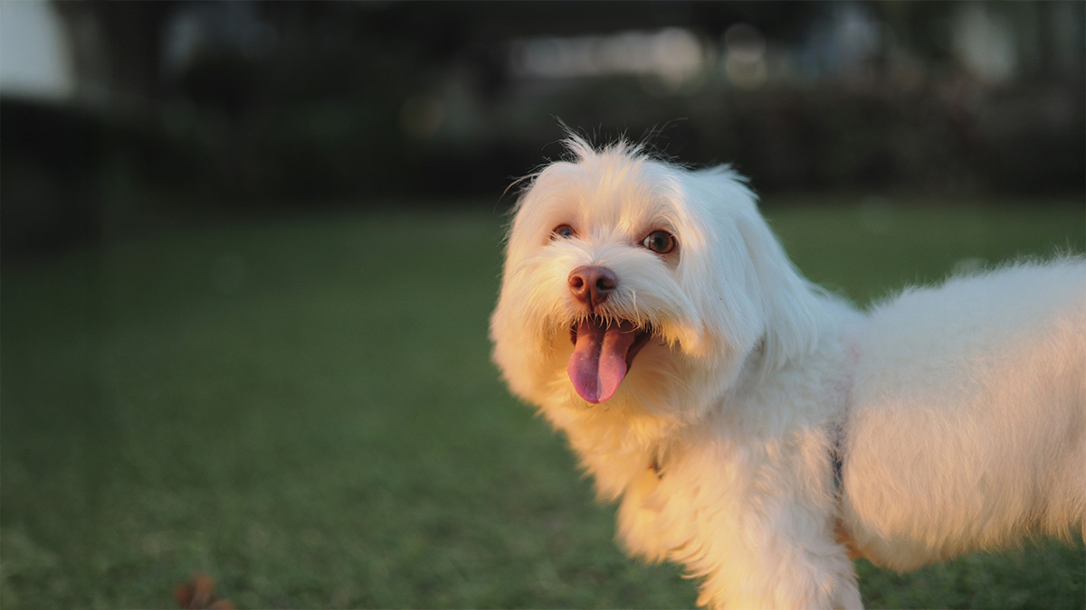 maltese-1.jpg