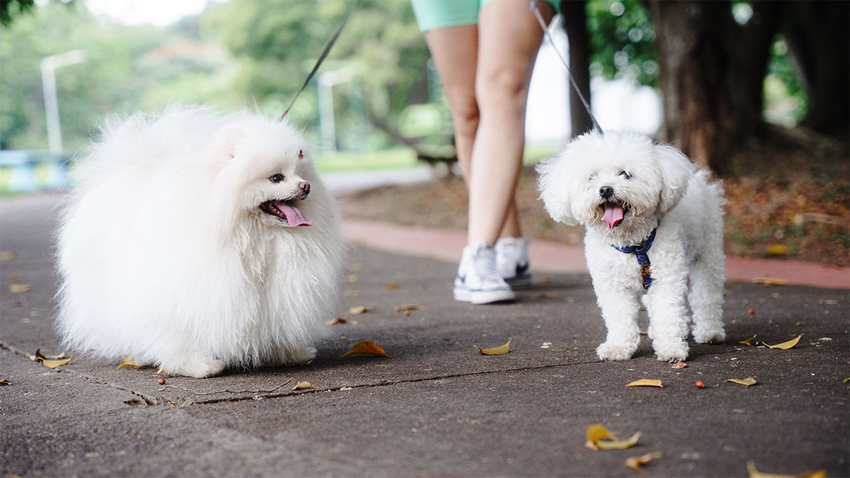 maltipoo-ve-maltese-arasindaki-fark.jpg