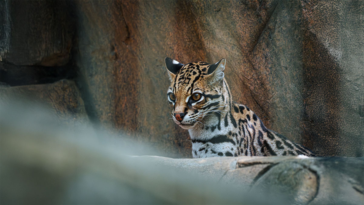 margay.jpg