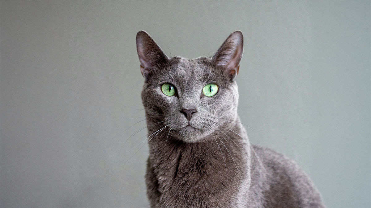 mavi-rus-kedisi-ozellikleri.jpg
