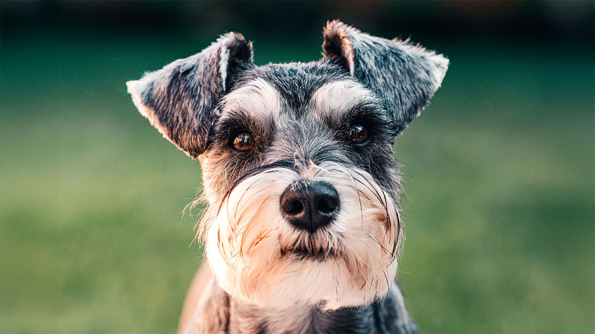 miniature-schnauzer.jpg