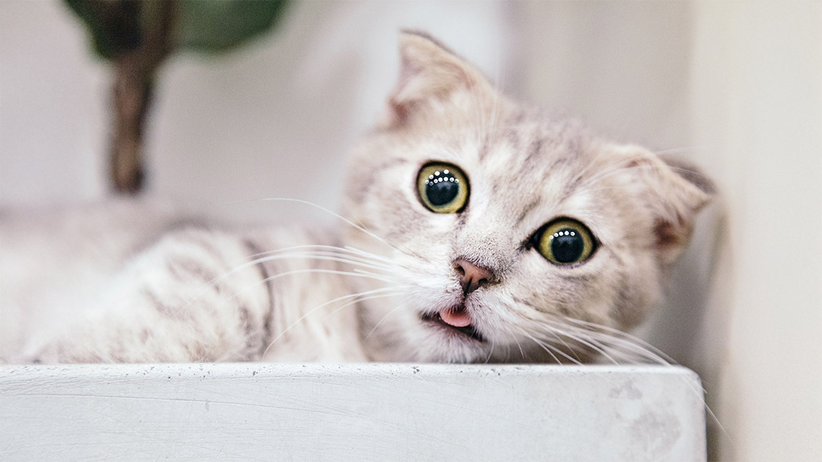 munchkin-buyumeyen-kedi-cinsleri.jpg