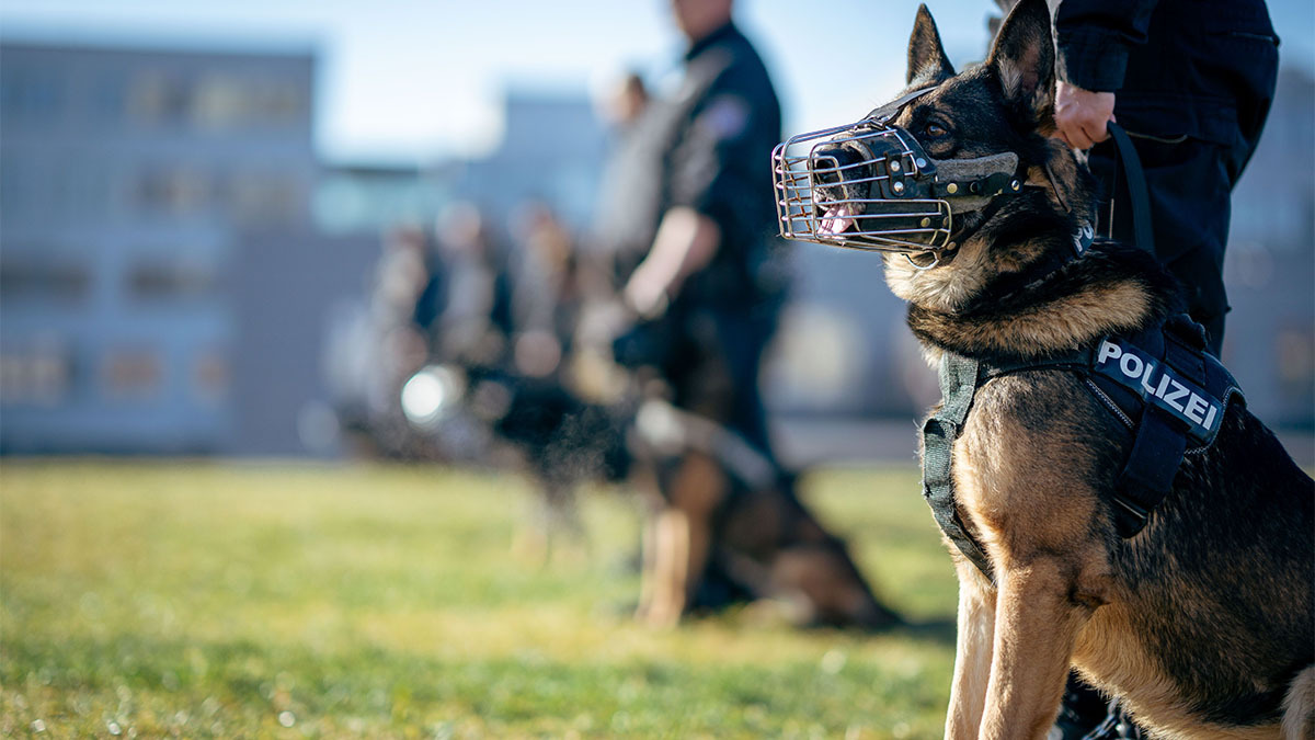 muzzle-agizlik.jpg