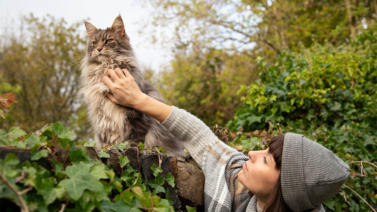 neden-buyuk-bir-kedi-secmelisiniz.jpg