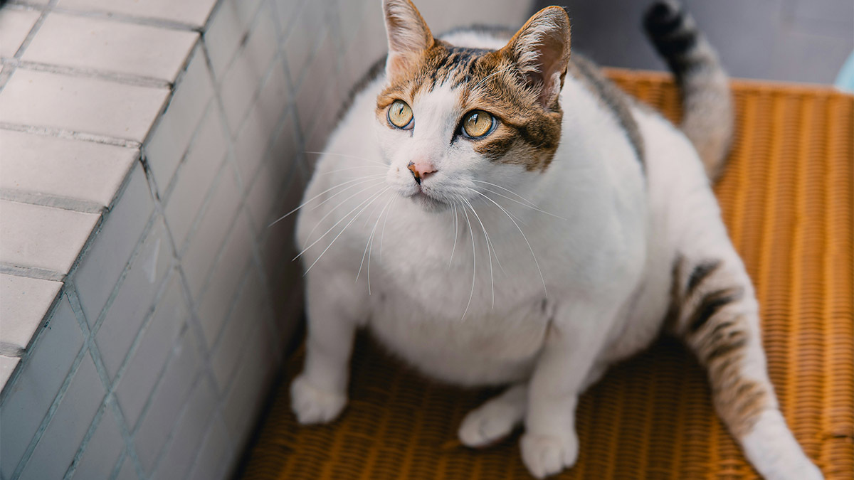 normal-kedi-mamasi-secerken-dikkat-etmeniz-gerekenler.jpg