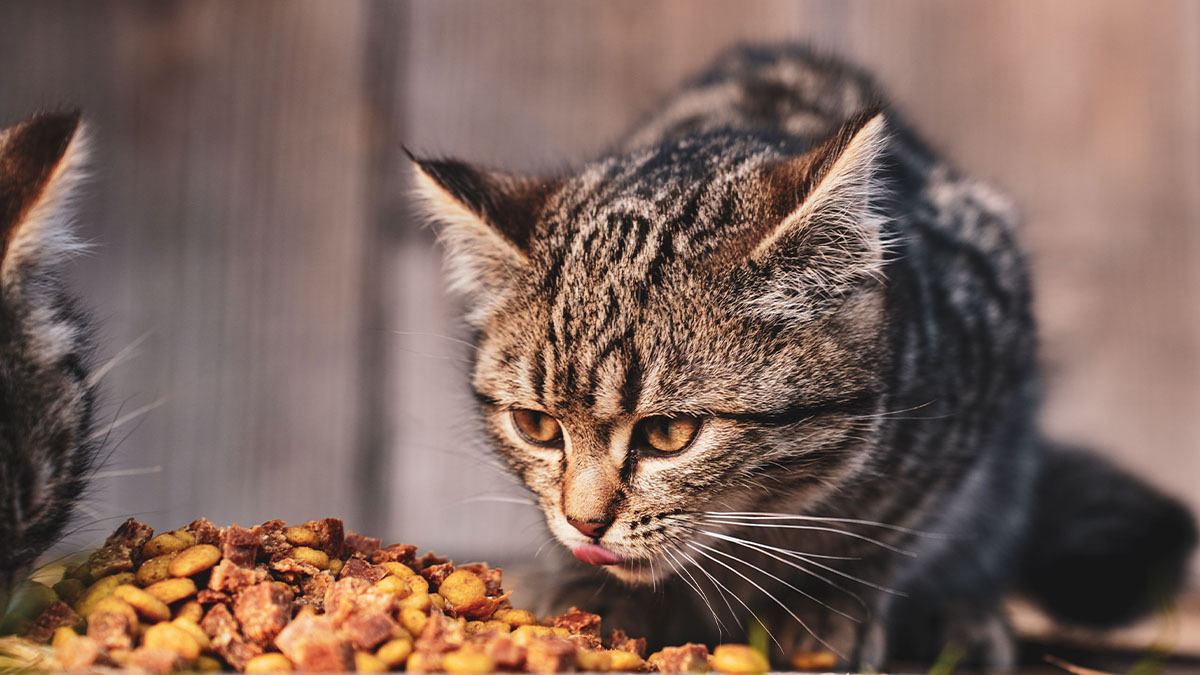 normal-kedi-mamasi-ve-kisir-kedi-mamasi-farklari.jpg