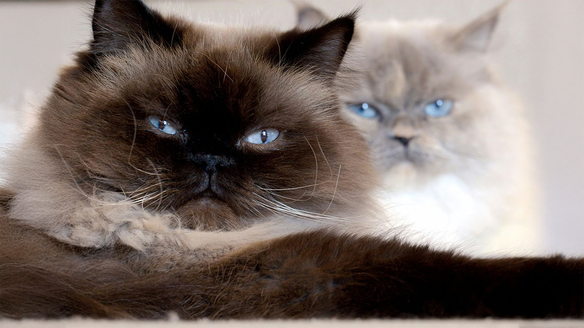 obez-kedi-kilosu.jpg