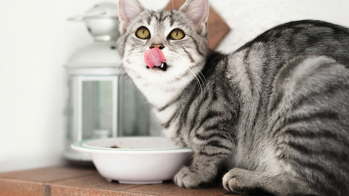 obez-kedi-mamasi.jpg