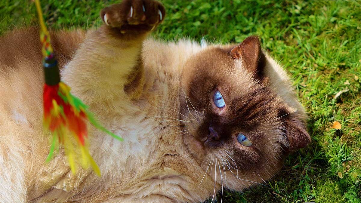 obez-kedi-nasil-zayiflatilir.jpg