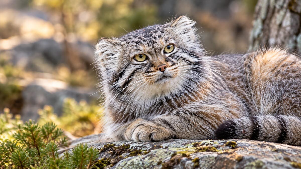 pallas-cinsi-kedi-ozellikleri-ve-bakimi-3.jpg