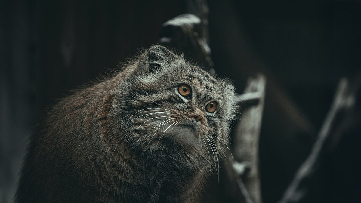 pallas-kedisi.jpg