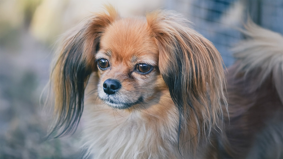 papillon-1783800722.jpg