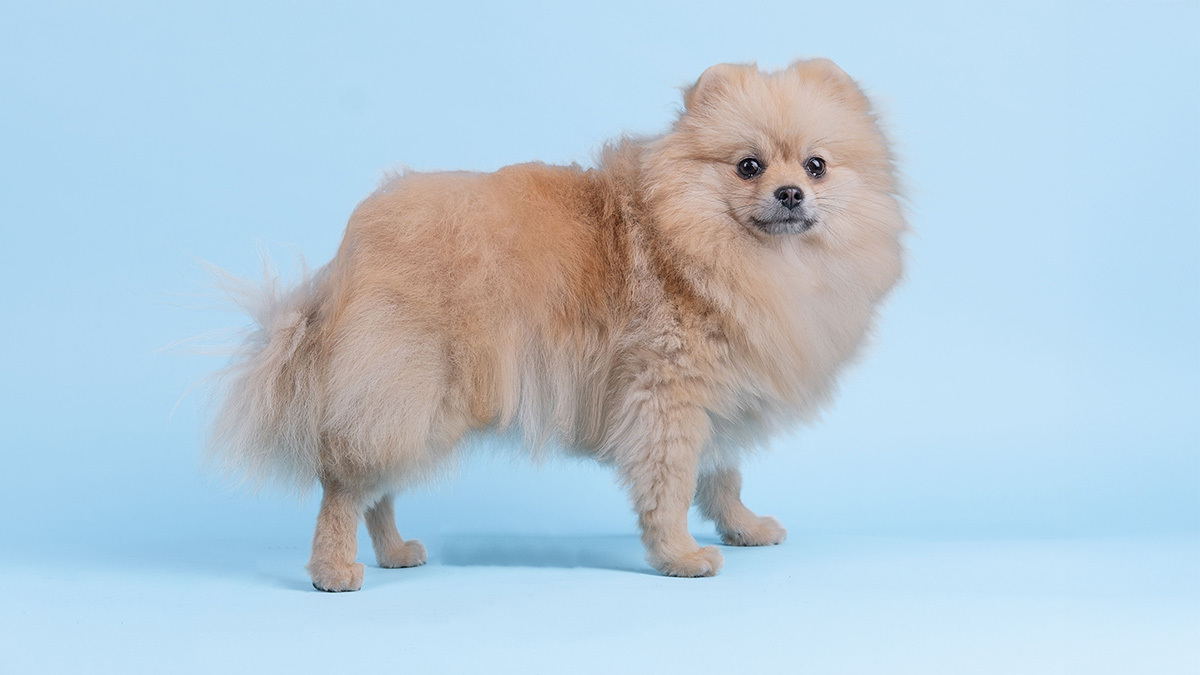 pekinez-pomeranian-kirmasi.jpg