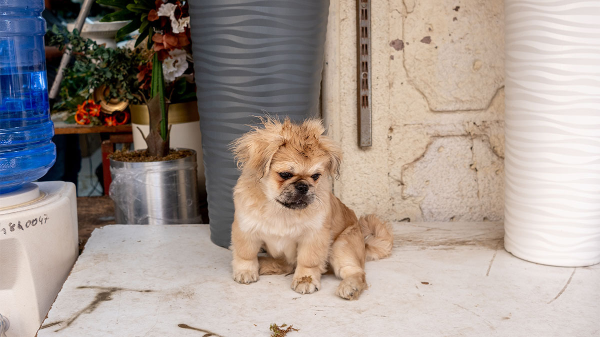 pekinez-terrier-kirmasi.jpg