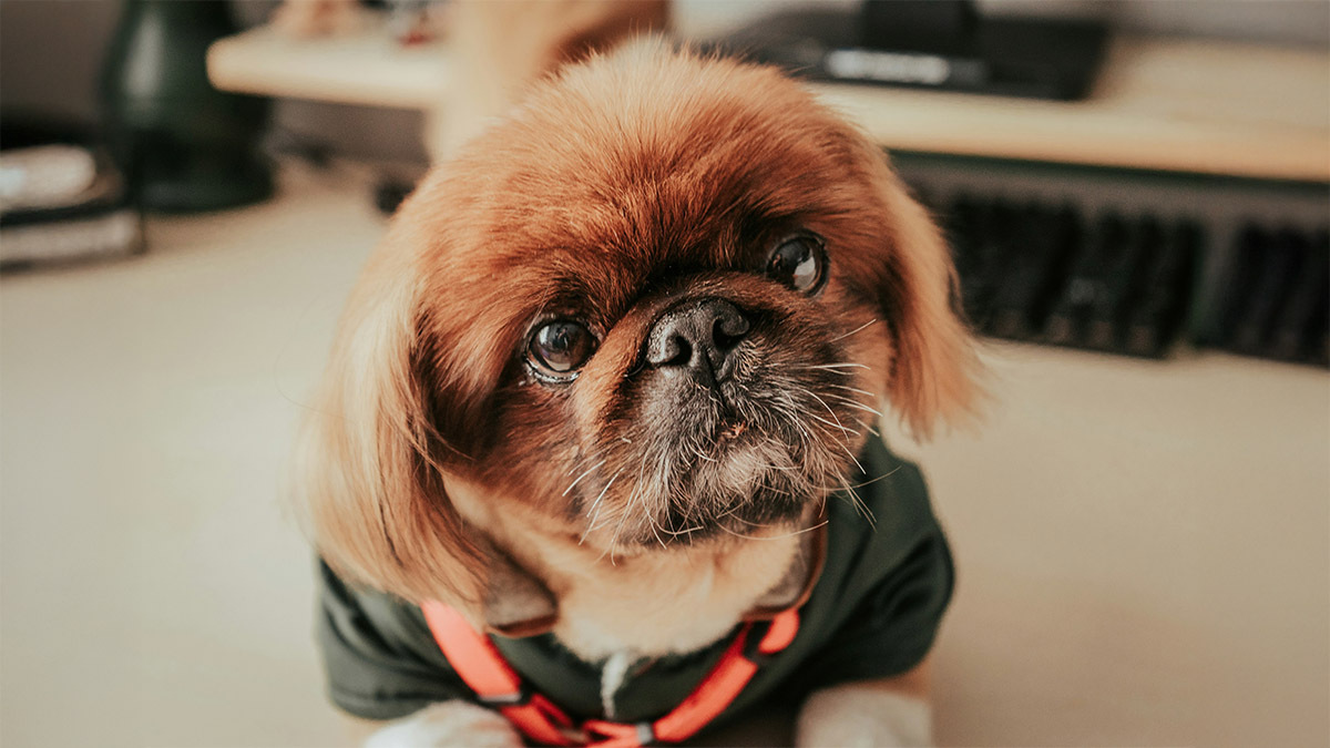 pekingese-pekinez-fino.jpg