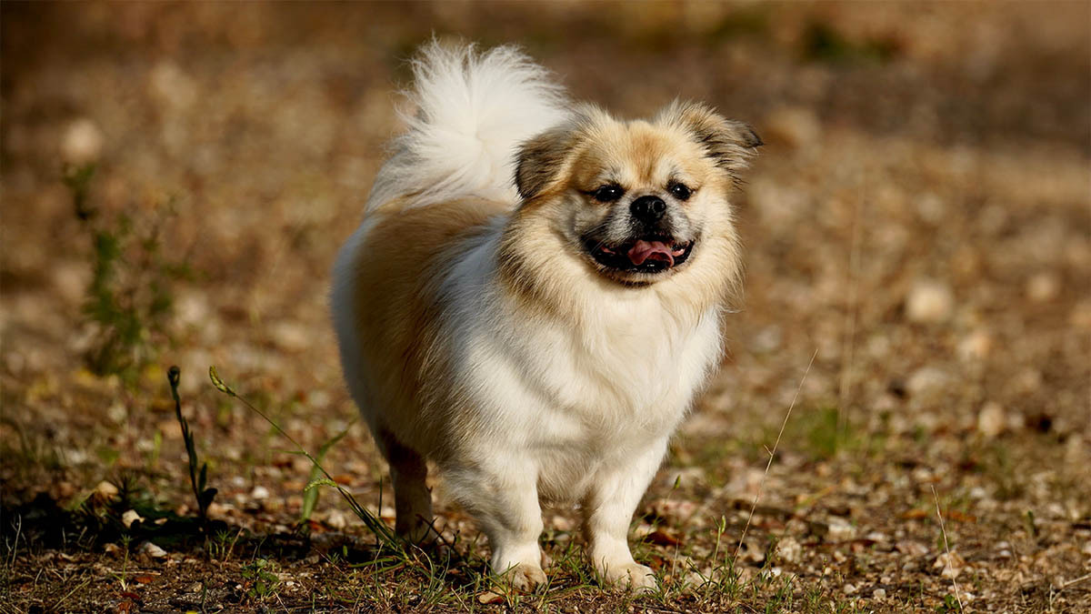 pekingese.jpg