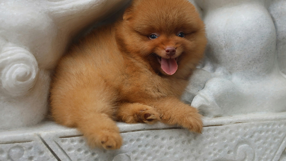 pomeranian-3.jpg