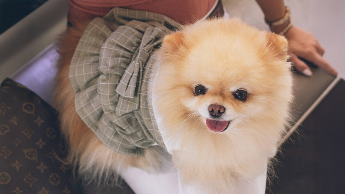 pomeranian-4.jpg