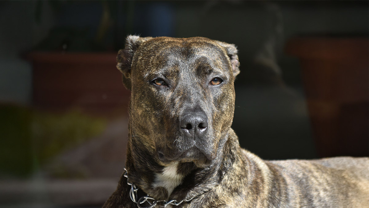 presa-canario-irkinin-kokeni.jpg