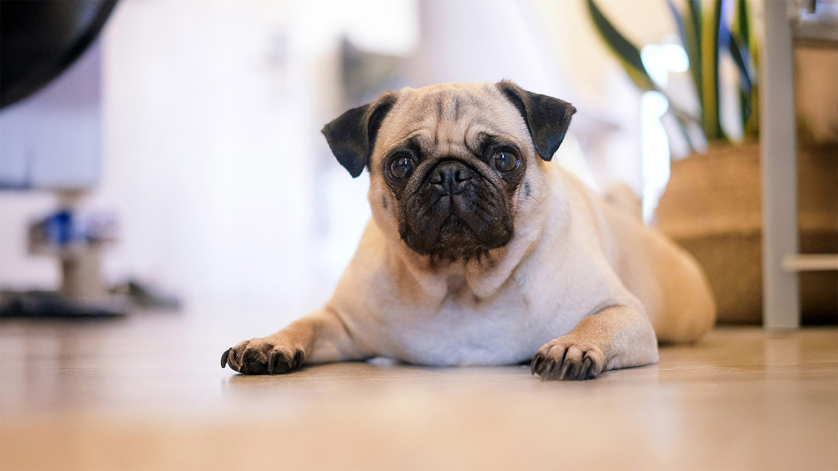 pug-1.jpg