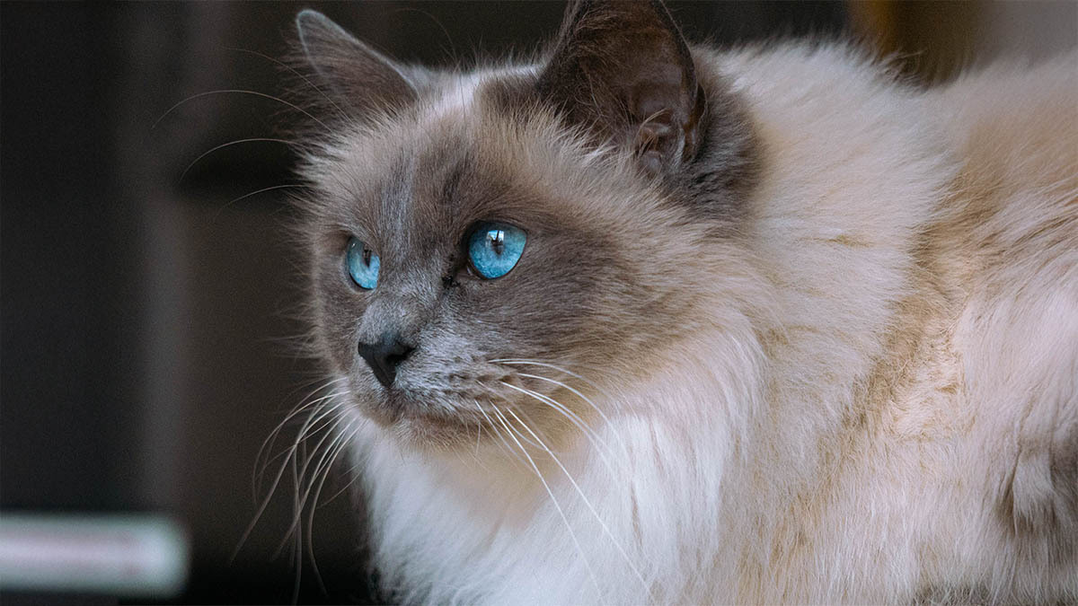 ragdoll-kedileri.jpg