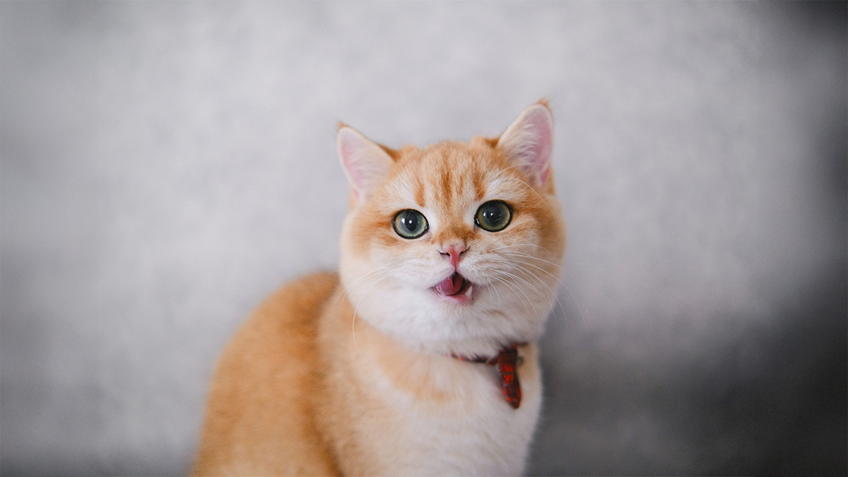 renklerin-ve-desenlerin-dansi-sarman-kedi-turleri-ve-varyasyonlari.jpg