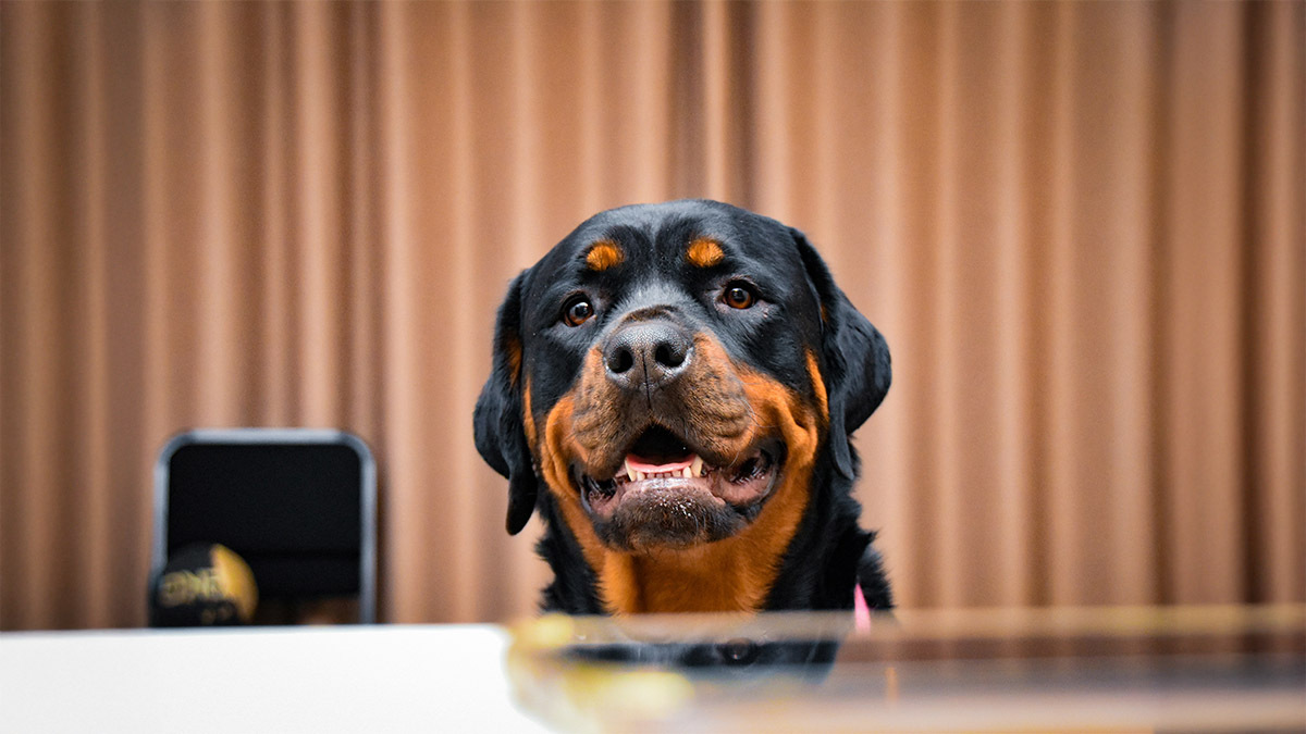 rottweiler-ozelligi.jpg