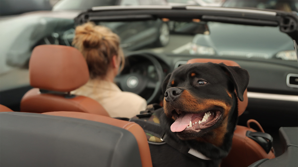 rottweiler-tehlikeli-mi.jpg